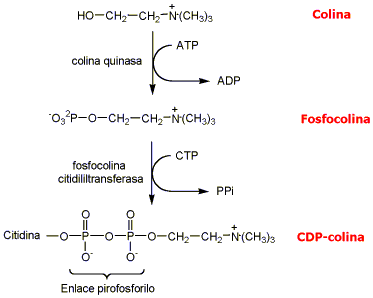 Biosíntesis de la CDP Colina a partir de la colina